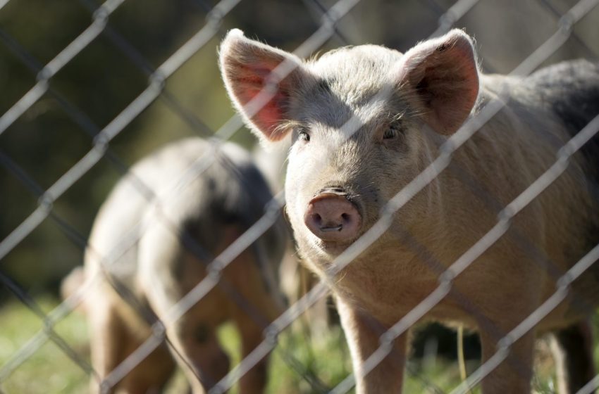  The Problem With Pig – Why Can’t Muslims Eat Pork?